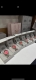 The Tuxiang Double Star hairpin set is so attractive! It is so beautiful, a must
